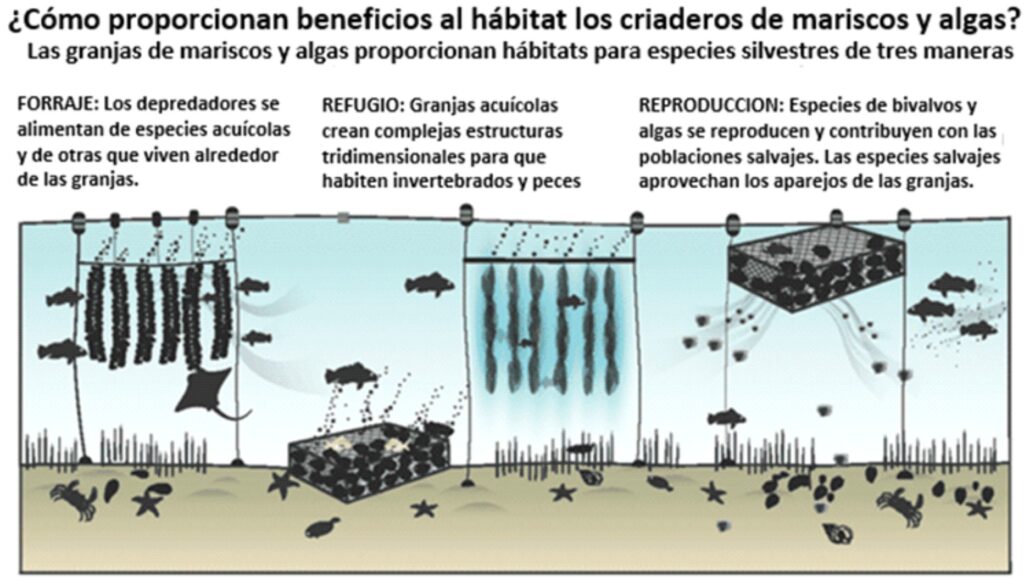 Infografía que muestra los beneficios de hábitat para la vida silvestre de las granjas de algas y mariscos. © The Nature Conservacy