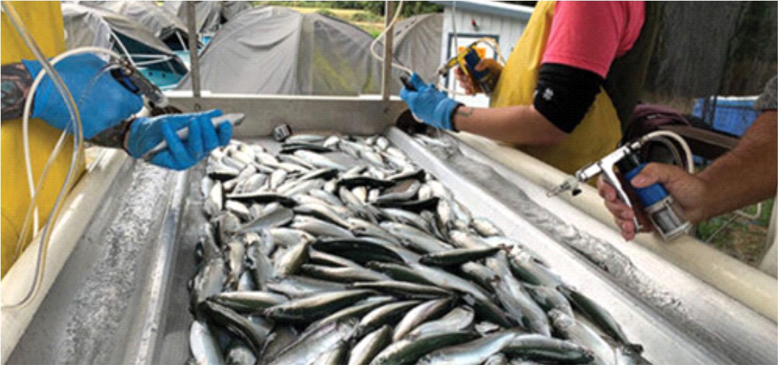 CALIDAD SOBRE CANTIDAD EN VACUNACIONES. MEJORES PRÁCTICAS PARA LA VACUNACIÓN DE PECES EN CRIADEROS