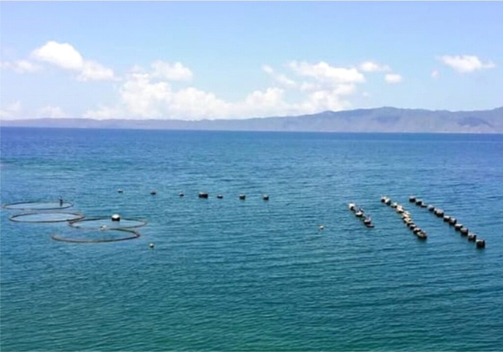 Sistemas de cultivo de mejillón utilizados por el FIDAES, balsas flotantes (aros) y long lines