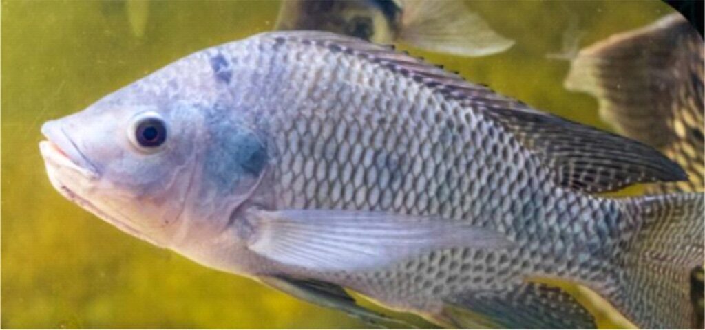LA VERSATILIDAD DE LA TILAPIA: UN PEZ PARA TODAS LAS OCASIONES ...