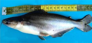 Ejemplar pre-adulto de Pangassius hypophthalmus introducido a Panamá.