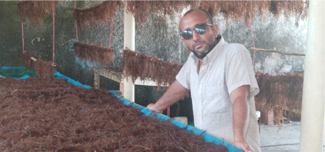 Ing. Francisco Perozo mostrando las macroalgas producidas