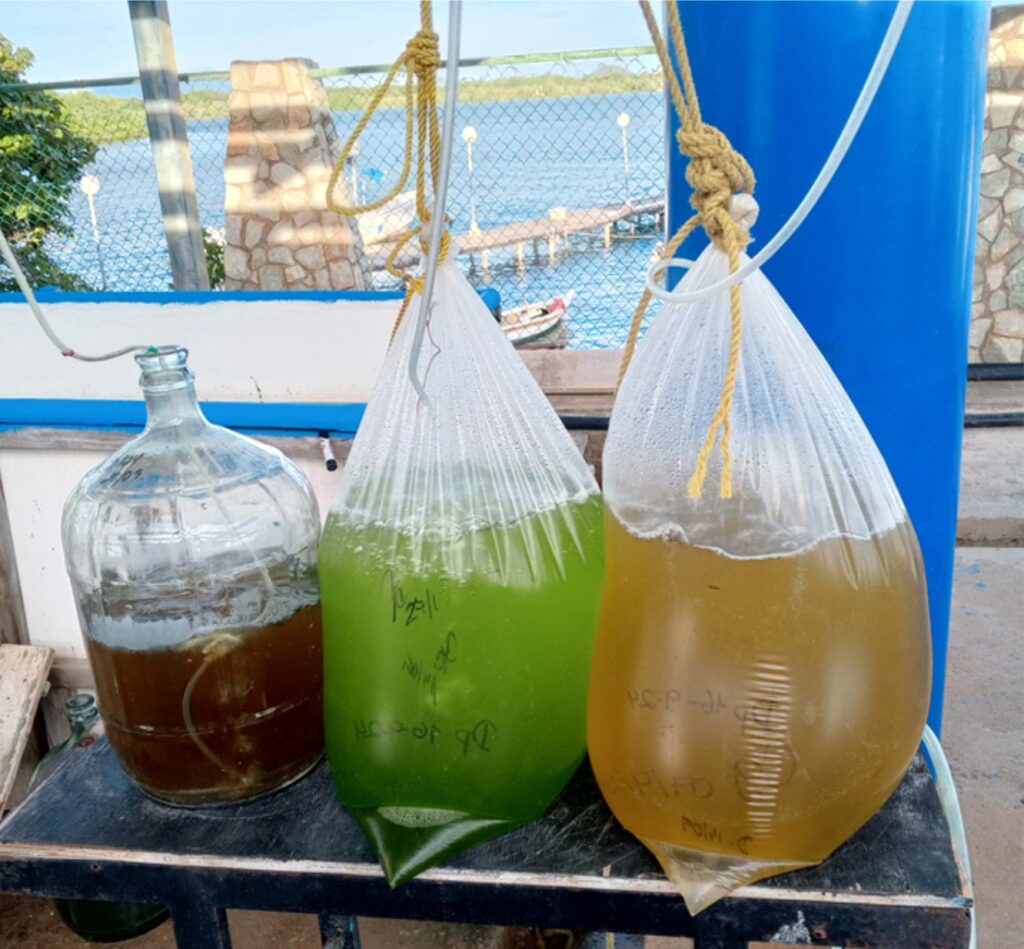 Cultivos de microalgas para el levantamiento larval de especies marinas