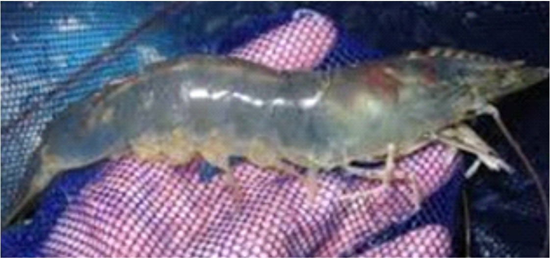 Las coinfecciones en la cría de Penaeus vannamei