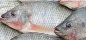 Las exportaciones de tilapia de Brasil bajo presión por nuevo arancel estadounidense