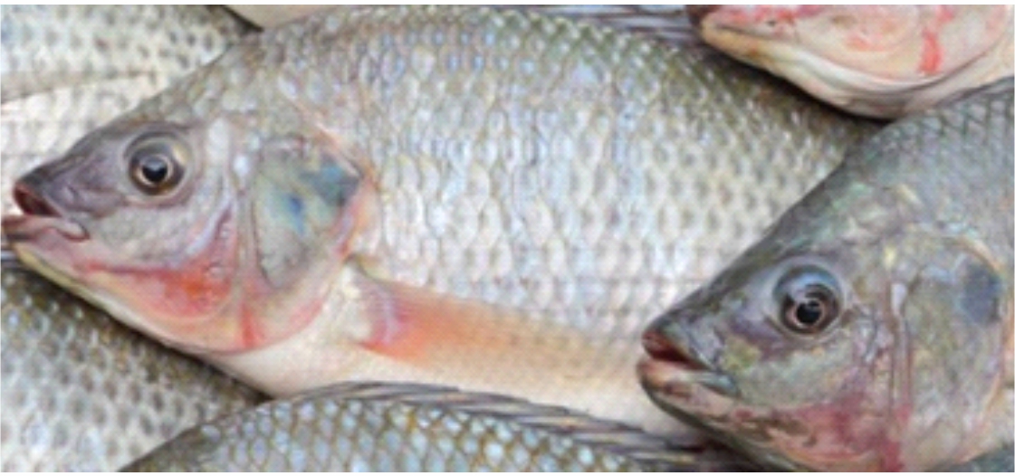 Las exportaciones de tilapia de Brasil bajo presión por nuevo arancel estadounidense