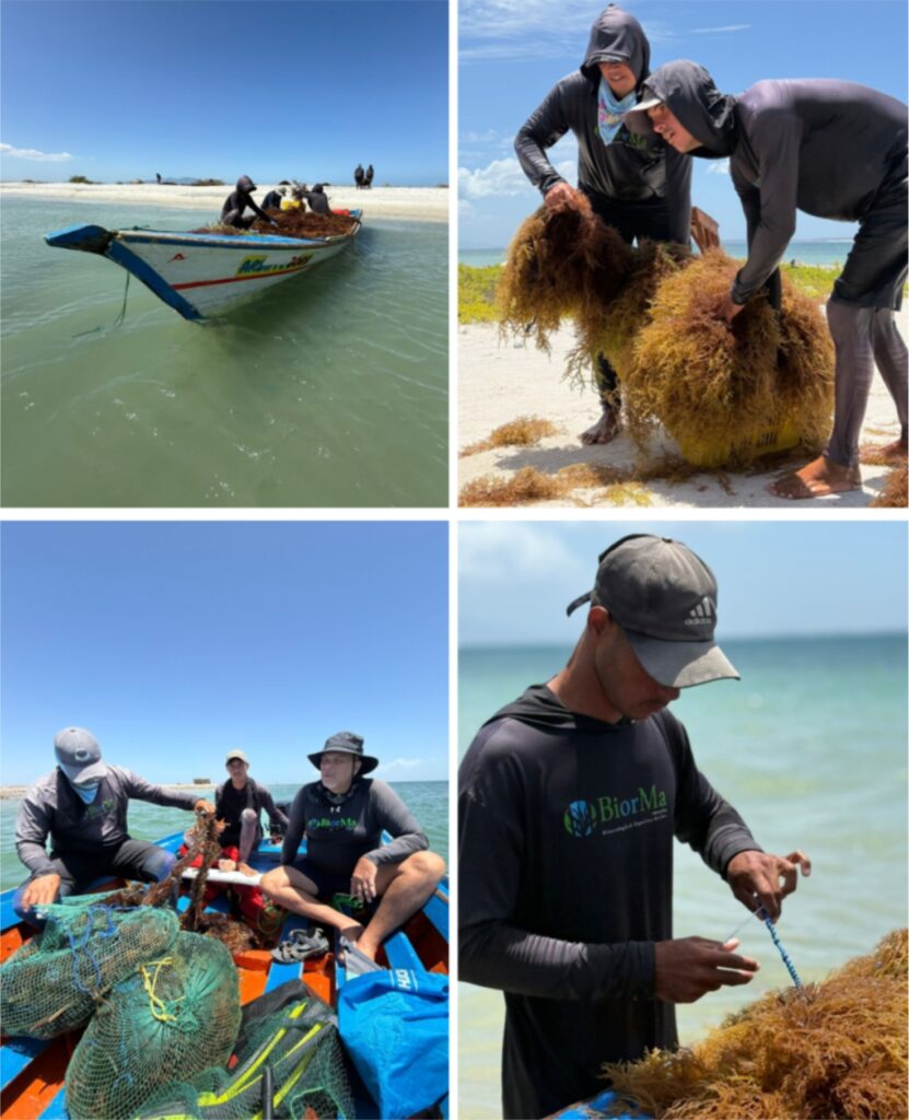 Imágenes de la visita de Hatch Blue a la granja de Biorma Aquaculture en la isla de Coche. Crédito de imágenes: Vicente Covarrubias.