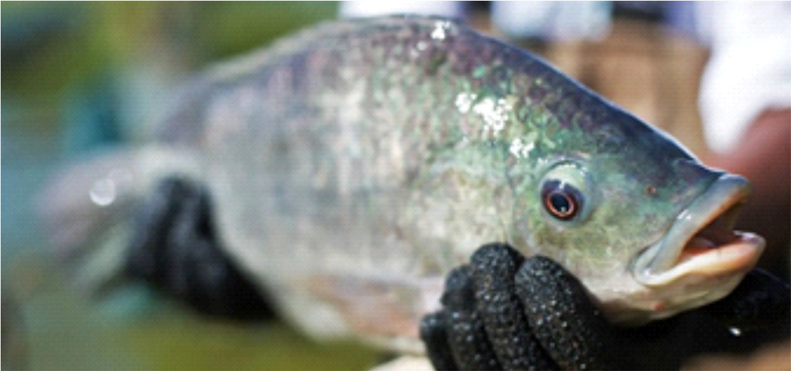El Instituto de Pesca investiga el virus ISKNV