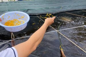 CA MAU PROMUEVE EL CULTIVO CIRCULAR DE CAMARONES RAS-IMTA PARA UNA ACUICULTURA SOSTENIBLE
