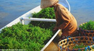 FAO presenta su último Anuario de estadísticas de pesca y acuicultura