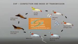 Estanque infectado EHP