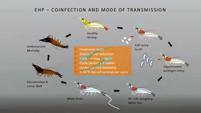 Estanque infectado EHP