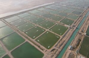 Industria camaronera Irán