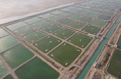 Industria camaronera Irán