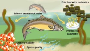 Probióticos mejoran la reproducción y calidad embrionaria en salmones del Atlántico