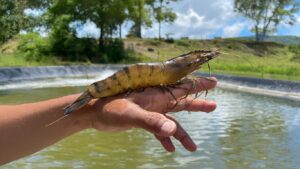 PLAN PARA MEJORES REPRODUCTORES: LA MATRIZ DE SNP Y EL MARCADOR SEXUAL AVANZAN EN LA CRÍA DE CAMARONES TIGRE NEGRO