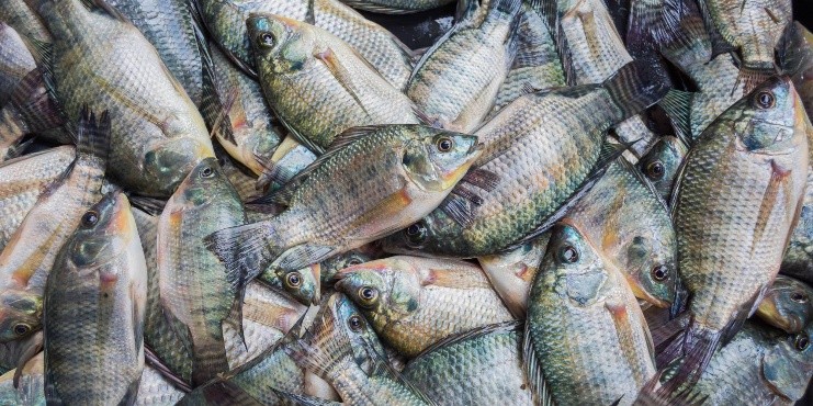 El gobierno de Santa Catarina