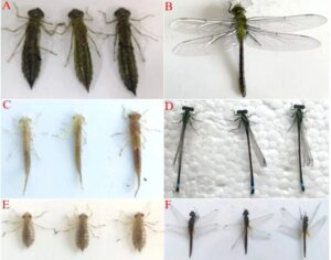 TRANSMISIÓN DE EHP ENTRE LIBÉLULAS Y CAMARONES