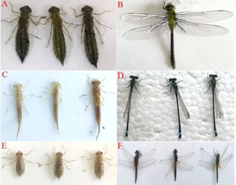 TRANSMISIÓN DE EHP ENTRE LIBÉLULAS Y CAMARONES