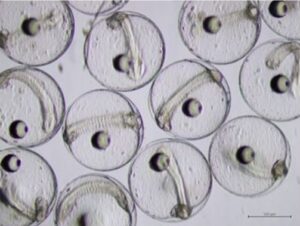 SEAFDEC logra el primer desove natural en cautiverio de atún caballa