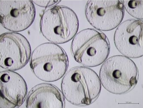 SEAFDEC logra el primer desove natural en cautiverio de atún caballa