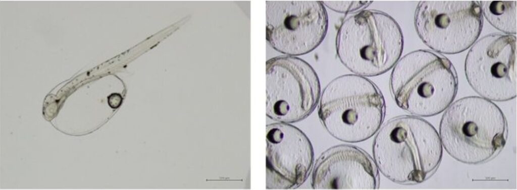 Los primeros huevos de atún caballa desovados naturalmente y sus larvas en desarrollo, fotografiados al microscopio ocho y veinticuatro horas después de su recolección, respectivamente. Fotos: SEAFDEC/AQD.