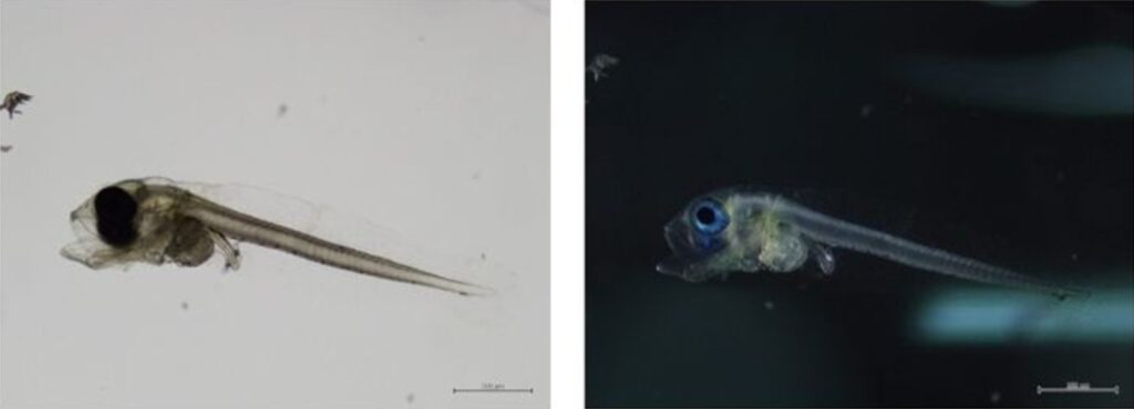 Uno de los primeros alevines de atún caballa de desove natural, fotografiado al microscopio tres días después de la eclosión. Fotos: SEAFDEC/AQD.