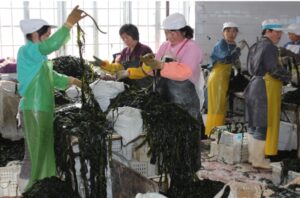 Valor nutricional de las algas marinas