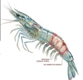 Necrosis cola cocida