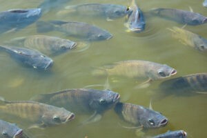 La acuicultura en América Latina está creciendo por encima del promedio mundial