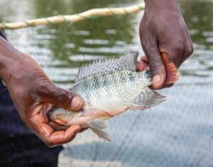 El Informe de Acuicultura de Zimbabue 2025 revela un aumento de producción del 64%