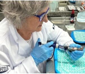El instituto de pesca apuesta por la prevención y la reducción de antibióticos en la cría de tilapia en Brasil