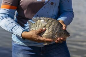 Cultivo Tilapia Brasil