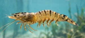 El langostino tigre negro revela probióticos que pueden reemplazar a los antibióticos en la acuicultura
