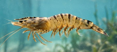 El langostino tigre negro revela probióticos que pueden reemplazar a los antibióticos en la acuicultura