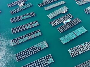 Temperaturas récord en el mar devastan la acuicultura surcoreana