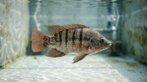 Los machos de tilapia del Nilo adoptan estrategias bioenergéticas distintas para la reproducción